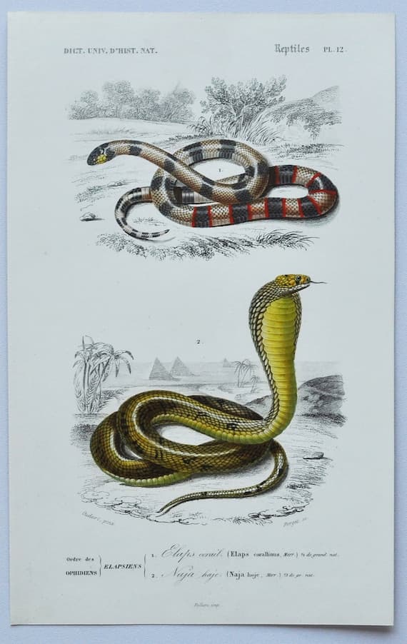 Hand-Colored Antique Coral Snake Engraving