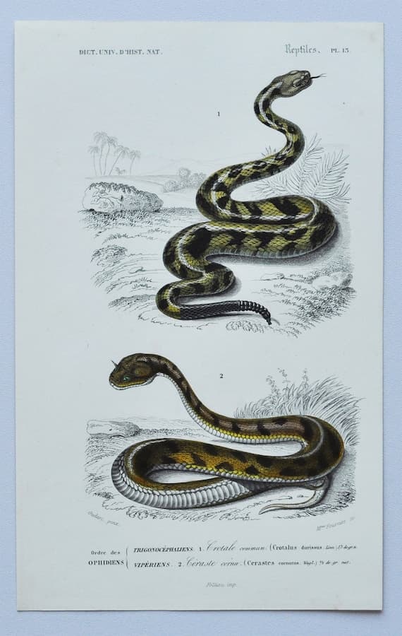 Hand-Colored Antique Rattlesnake Engraving