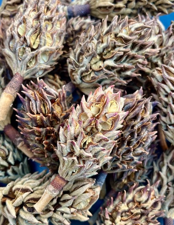 Magnolia Seed Pods — Heat Treated (10 Pack)