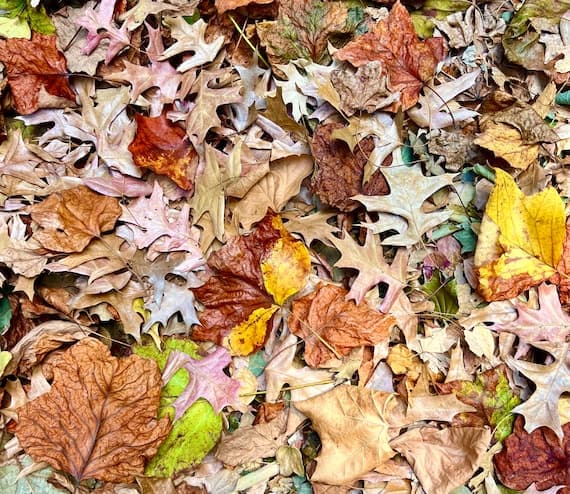 Organic Oak Leaf Litter (5 Gallons, Heat Treated)